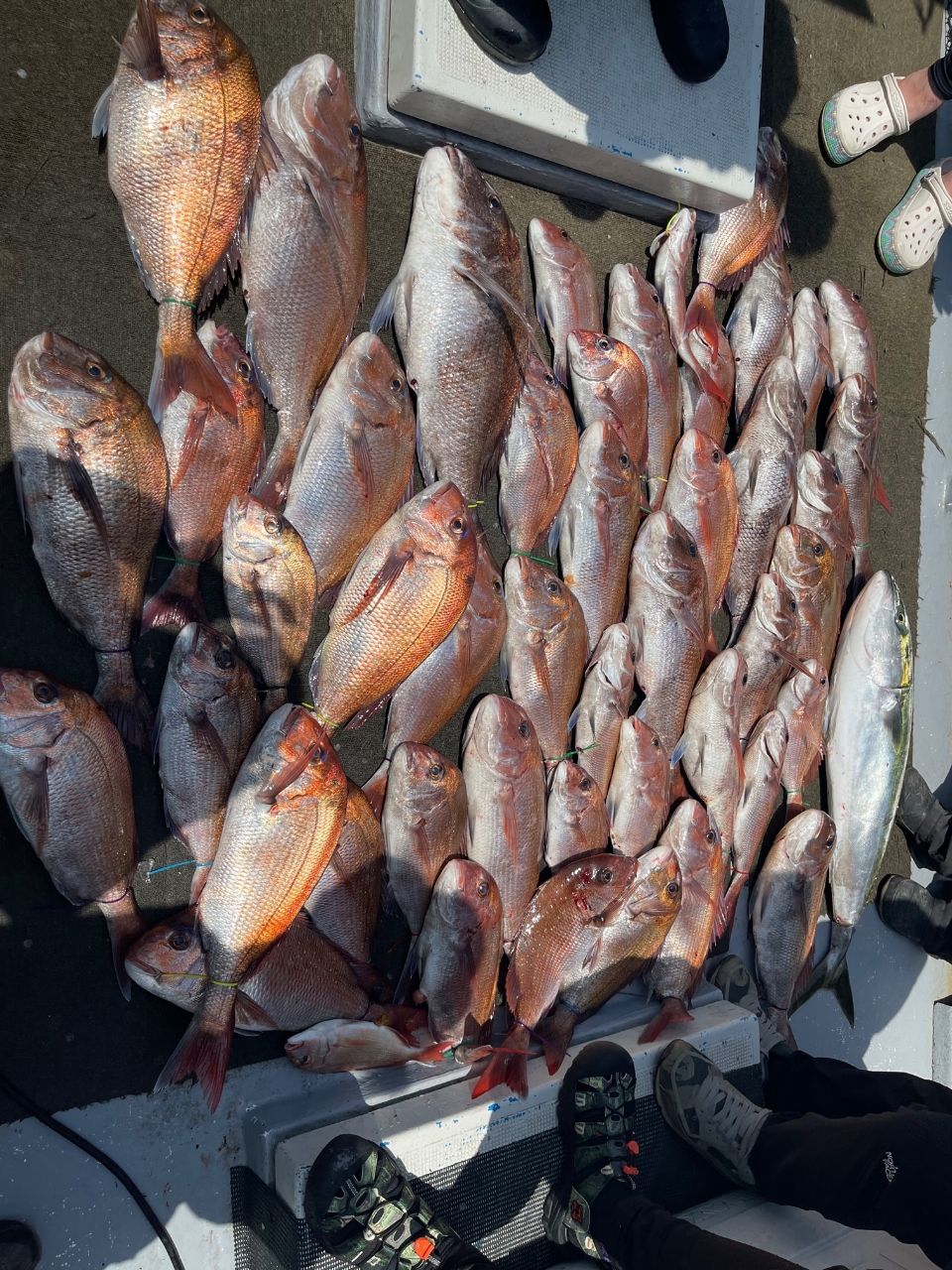 ツインスナイパーさんの釣果 2枚目の画像