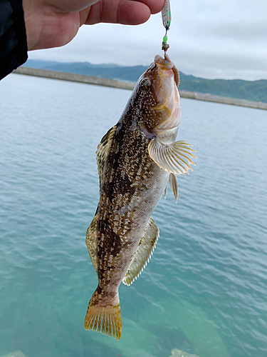 アイナメの釣果