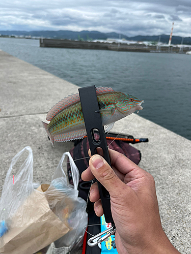 アラカブの釣果