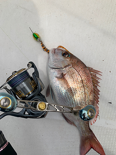 マダイの釣果