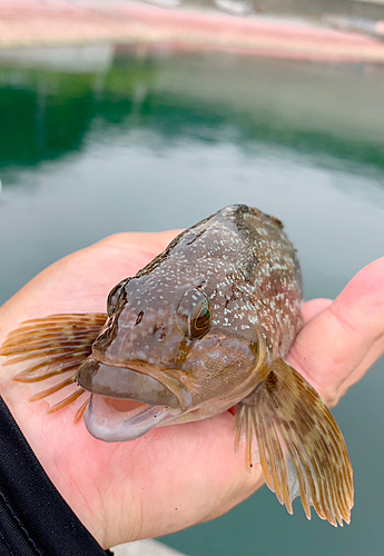 アイナメの釣果