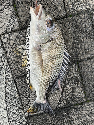 キビレの釣果