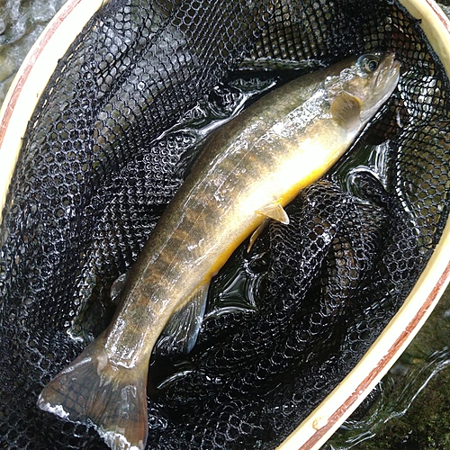 イワナの釣果