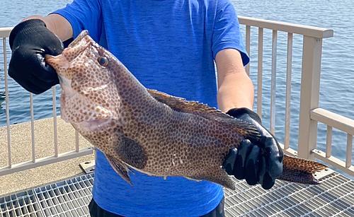 オオモンハタの釣果