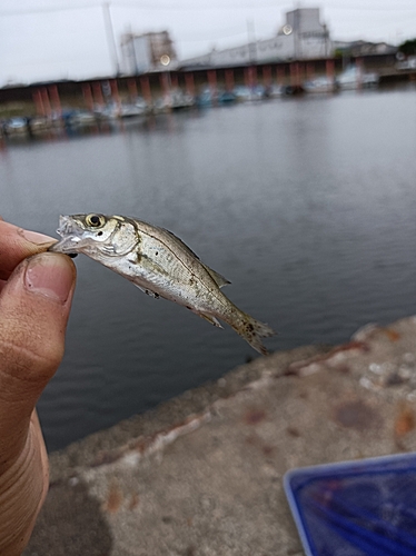 セイゴ（マルスズキ）の釣果