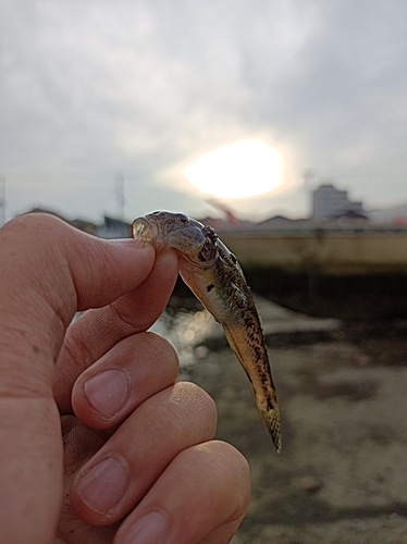 マハゼの釣果