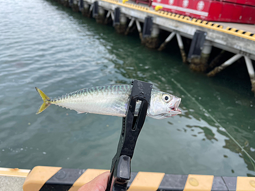 サバの釣果