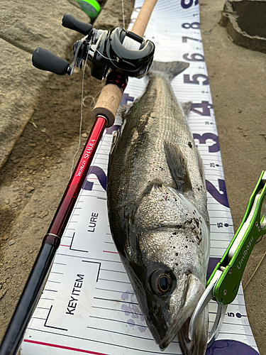 シーバスの釣果