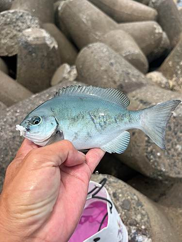 メジナの釣果