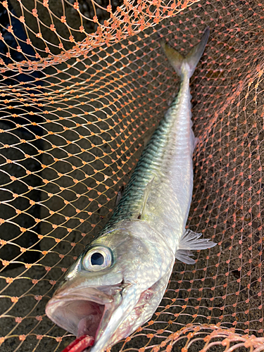 マサバの釣果