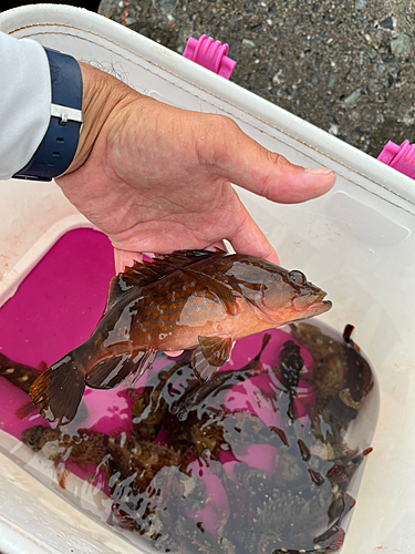 キジハタの釣果