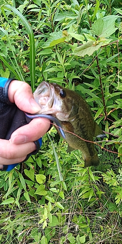 ラージマウスバスの釣果