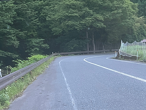 ブラウントラウトの釣果