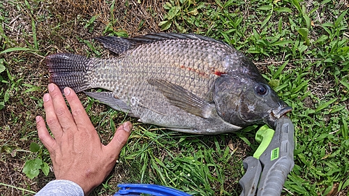 ナイルティラピアの釣果