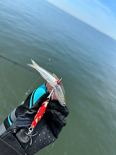 カタクチイワシの釣果