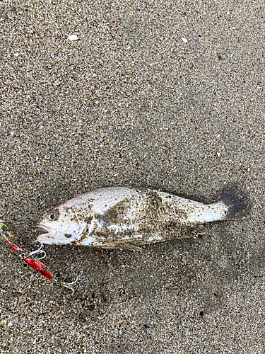 イシモチの釣果