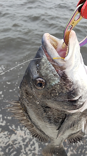 チヌの釣果