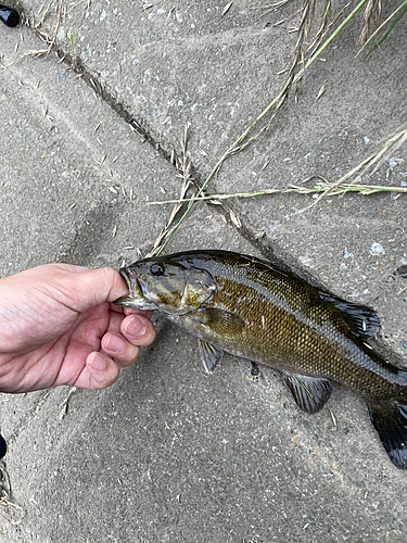 スモールマウスバスの釣果