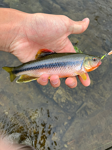 カワムツの釣果