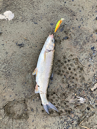 ウグイの釣果