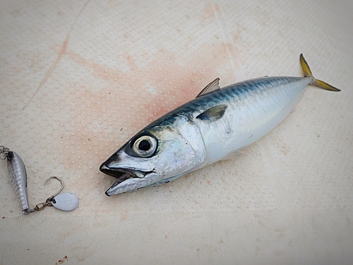 サバの釣果