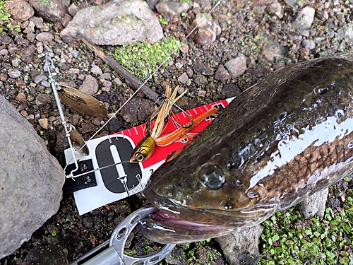 ライギョの釣果