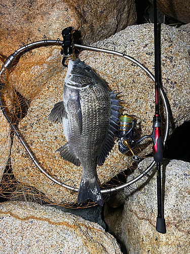 チヌの釣果