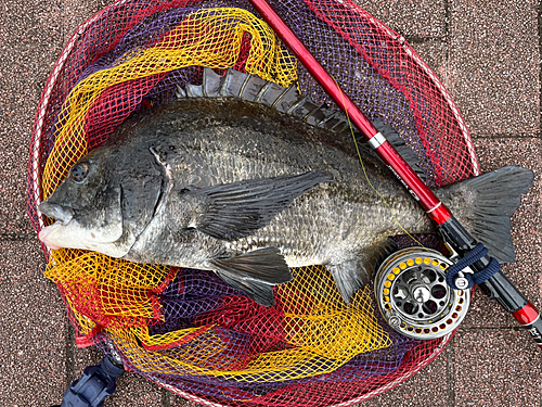 クロダイの釣果