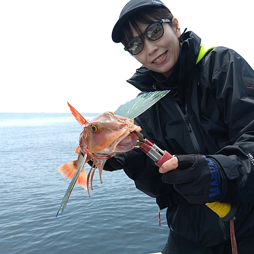 ホウボウの釣果