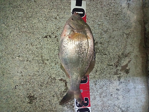 マタナゴの釣果