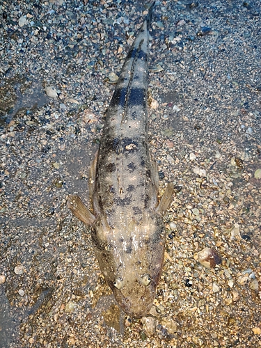 マゴチの釣果