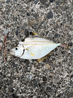 ヒイラギの釣果