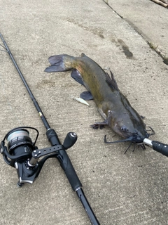 アメリカナマズの釣果