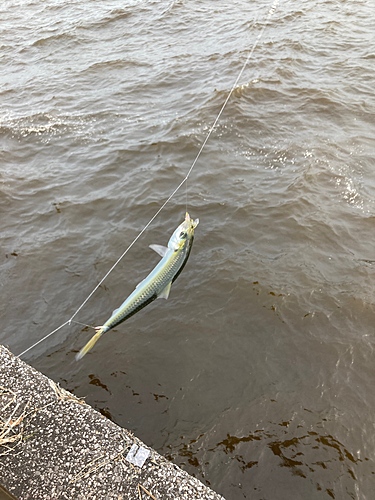 サッパの釣果