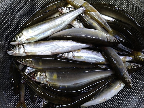 コアユの釣果