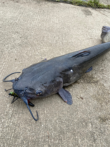 アメリカナマズの釣果