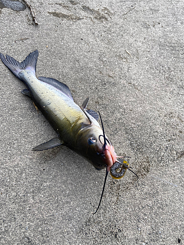 アメリカナマズの釣果