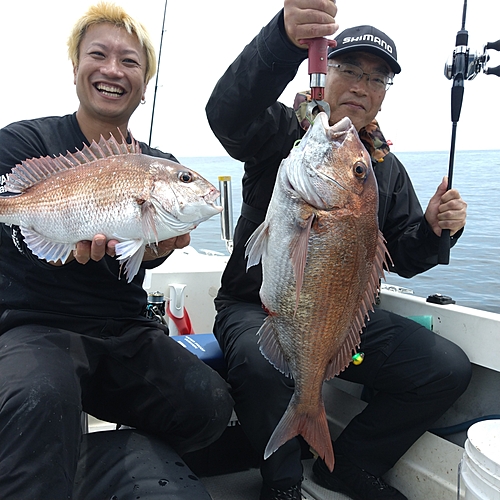 マダイの釣果