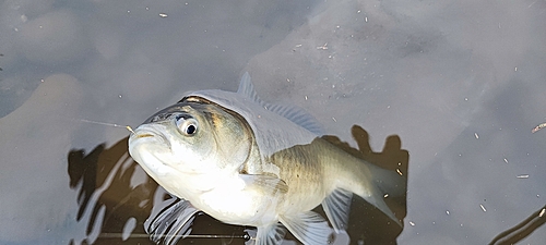 ヘラブナの釣果