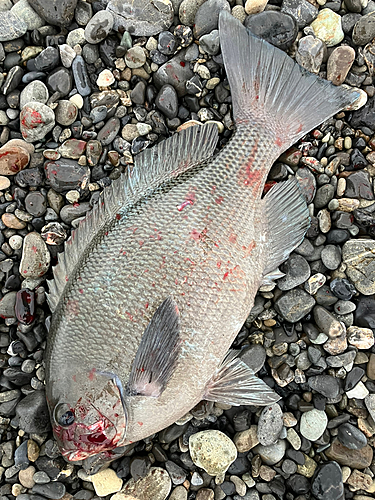 クチブトグレの釣果