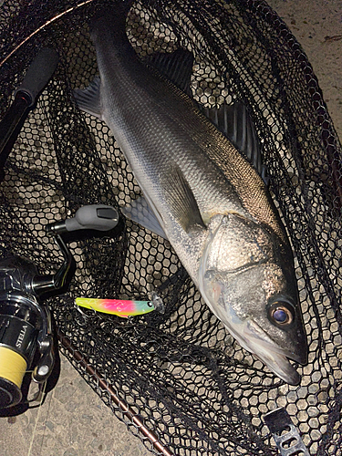 シーバスの釣果