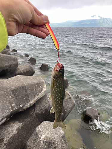 アメマスの釣果