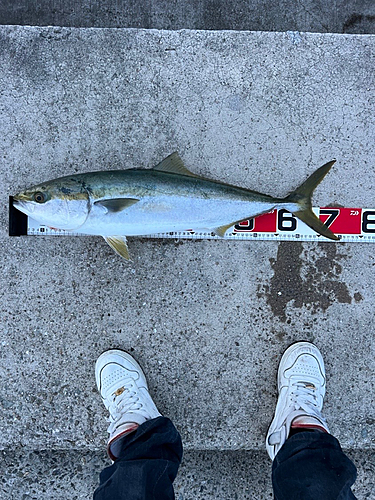 メジロの釣果