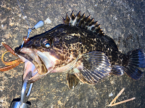 タケノコメバルの釣果