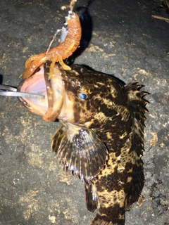 タケノコメバルの釣果