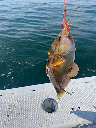 アカササノハベラの釣果