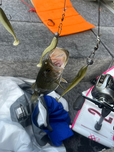 ブラックバスの釣果