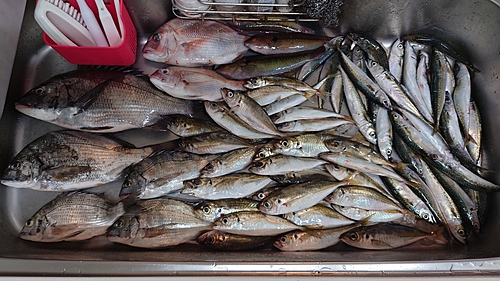 チヌの釣果