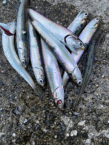 カタクチイワシの釣果