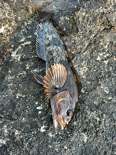 アイナメの釣果